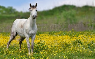 Картинка лошадь, конь, лошади, животные, белый, поле, цветок, цветущий
