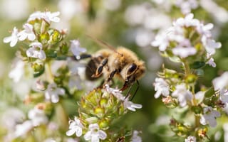 Картинка пчела, насекомое, насекомые, природа, цветок, цветущий