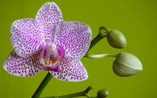 Картинка орхидея, цветок, цветы, растение, растения, цветочный
