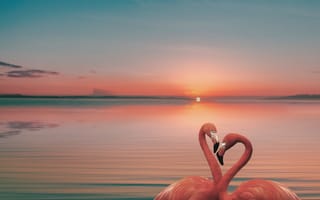 Картинка фламинго, птица, птицы, животное, животные, пара, двое, море, океан, вода, вечер, закат, заход