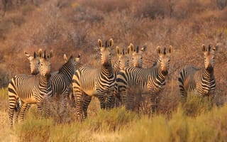 Картинка зебра, животные, животное, природа, стадо, много, саванна, сухая, Африка, африканская