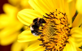 Картинка пчела, насекомое, насекомые, природа, цветок, цветущий, подсолнух, желтый