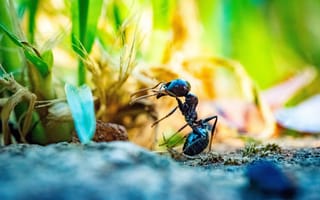 Картинка муравей, насекомое, насекомые, природа, макро, крупный план