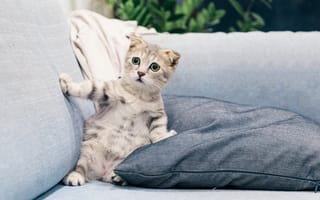 Картинка котенок, кот, маленький, кошки, кошка, кошачьи, домашние, животные, полосатый, диван
