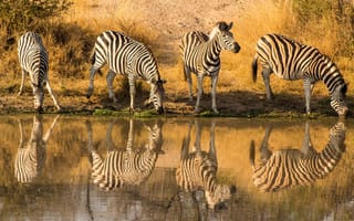 Картинка зебра, животные, животное, природа, озеро, пруд, вода, река, отражение