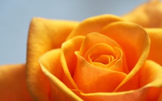 Картинка роза, цветок, цветы, растение, растения, цветочный, оранжевый, макро, крупный план