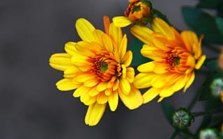 Картинка хризантема, цветок, цветы, растение, растения, цветочный, желтый