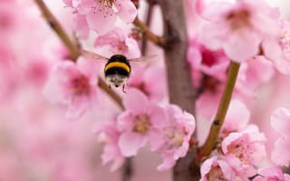 Картинка шмель, пчела, насекомое, насекомые, природа, вишня, цветущий, сакура, цветок, цветение, весна, макро, крупный план