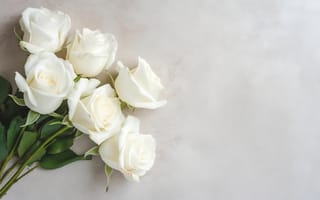 Картинка роза, цветок, цветы, растение, растения, цветочный, букет, белый
