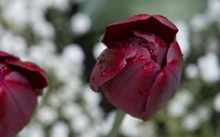 Картинка тюльпан, цветок, цветы, растение, растения, цветочный, свежий, капли, капли воды, капли дождя, дождь