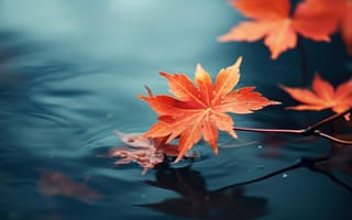 Картинка лист, листья, листва, осень, осенние, время года, сезоны, сезонные, озеро, пруд, вода, клен