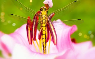 Картинка стрекоза, насекомое, насекомые, природа, цветок, цветущий, макро, крупный план