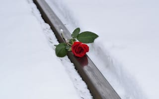 Картинка роза, цветок, цветы, растение, растения, цветочный, снег, зима