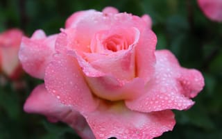 Картинка роза, цветок, цветы, растение, растения, цветочный, свежий, роса, влажный, капли, розовый
