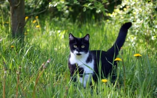 Картинка кот, кошки, кошка, кошачьи, домашние, животные, котенок, маленький, трава, растение, цветение, цветущий, весна