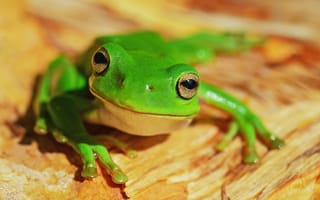 Картинка лягушка, жаба, земноводные, животные, зеленый