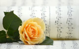 Картинка роза, цветок, цветы, растение, растения, цветочный, ноты, музыка