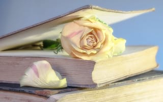 Картинка роза, цветок, цветы, растение, растения, цветочный, книга