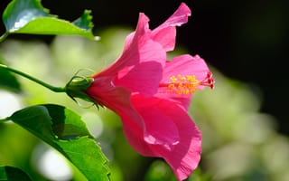 Картинка гиaцинт, цветок, цветы, растение, растения, цветочный, розовый