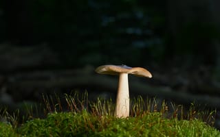 Картинка гриб, природа, трава, растение, мох