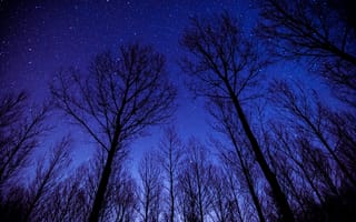Картинка лес, деревья, дерево, природа, ночь, звезды, звезда, силуэт
