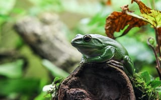 Картинка лягушка, жаба, земноводные, животные, камень, мох, зеленый