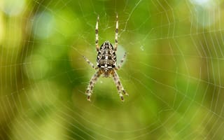 Картинка паук, насекомое, насекомые, природа, паутина
