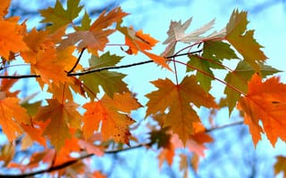 Картинка клен, осень, осенние, время года, сезоны, сезонные, оранжевый, небо