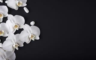 Картинка орхидея, цветок, цветы, растение, растения, цветочный, белый, amoled, амолед, черный
