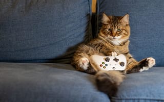Картинка кот, кошки, кошка, кошачьи, домашние, животные, диван, консоль, геймер