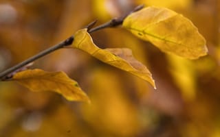Картинка осень, осенние, время года, сезоны, сезонные, лист, растение, желтый