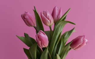 Картинка тюльпан, цветок, цветы, растение, растения, цветочный, букет, розовый