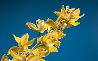 Картинка орхидея, цветок, цветы, растение, растения, цветочный, желтый