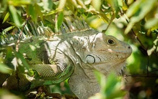 Картинка игуана, рептилия, животное, рептилии, животные, дерево, лист, растение