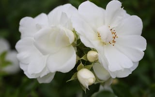 Картинка роза, цветок, цветы, растение, растения, цветочный, белый