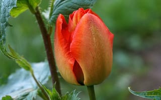 Картинка тюльпан, цветок, цветы, растение, растения, цветочный