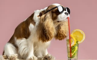 Картинка собаки, собака, пес, животное, животные, питомец, очки, коктейль, напиток, лето