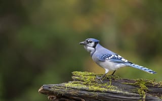 Картинка сойка, птицы, птица, животное, животные, бревно, мох