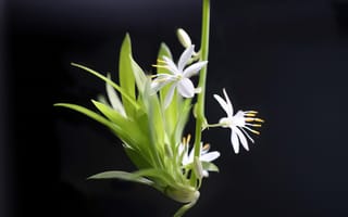 Картинка хлорофитум, цветок, цветы, растение, растения, цветочный, amoled, амолед, черный