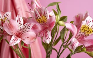 Картинка лилия, дикая орхидея, альстромерия, цветок, цветы, растение, растения, цветочный, розовый