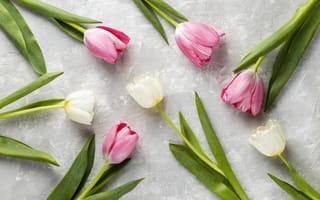 Картинка тюльпан, цветок, цветы, растение, растения, цветочный, розовый, белый