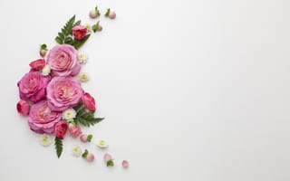 Картинка роза, цветок, цветы, растение, растения, цветочный