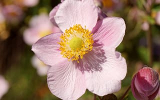 Картинка анемона, цветок, цветы, растение, растения, цветочный, макро, крупный план