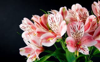 Картинка лилия, дикая орхидея, альстромерия, цветок, цветы, растение, растения, цветочный, розовый