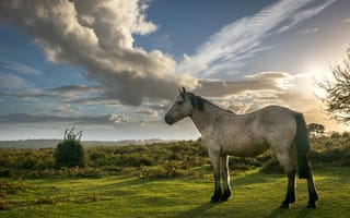 Картинка лошадь, конь, лошади, животные, белый, луг, вечер, закат, заход