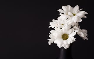 Картинка хризантема, цветок, цветы, растение, растения, цветочный, ромашка, amoled, амолед, черный