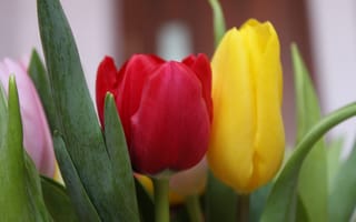 Картинка тюльпан, цветок, цветы, растение, растения, цветочный