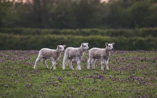 Картинка овца, ягненок, животные, животное, природа, детеныш, маленький, луг, вечер