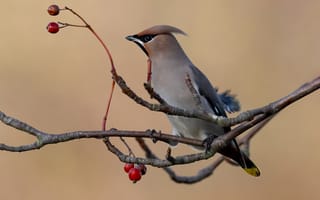 Картинка сойка, птицы, птица, животное, животные, ветка