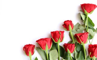 Картинка роза, цветок, цветы, растение, растения, цветочный, красный